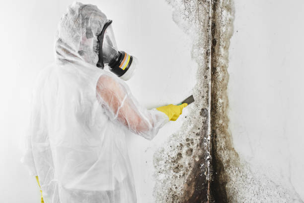 Best Mold Removal Company Near Me  in Galesville, WI