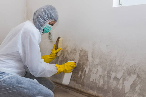 Best Commercial Mold Removal  in Galesville, WI