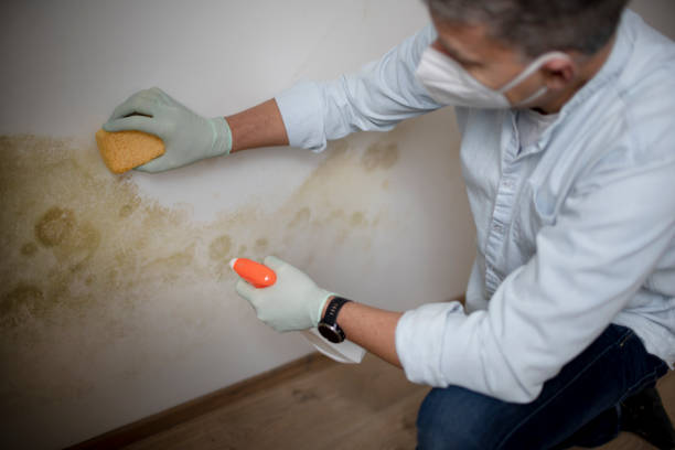Best Office Mold Removal Services  in Galesville, WI