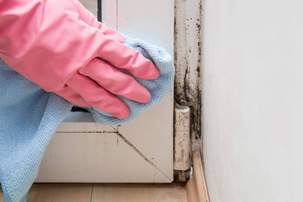 Best Crawl Space Mold Removal  in Galesville, WI